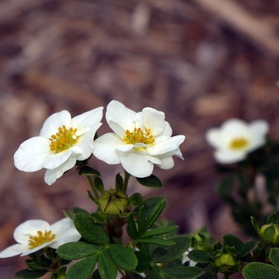 Potentilla Creme Brulee C2